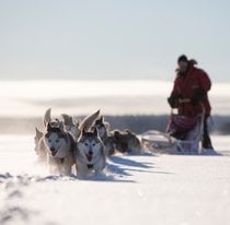Hundeschlitten in Schwedisch Lappland