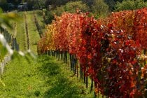 Día del Senderismo por el Vino (Weinwandertag)