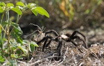 Tarantula Migration