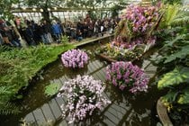 Festival der Orchideen in Kew Gardens