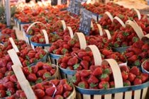Récolte de fraises et Fête de la Fraise