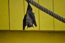 Morcegos tremulando