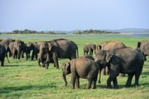 Rassemblement des éléphants