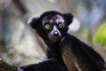 Indri Lémur