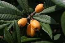 Nespole Fruit Season