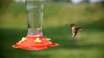 Migração de colibris