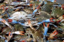 Crabe bleu de Chesapeake Bay