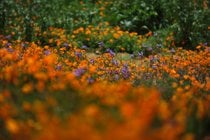 Fleurs sauvages de Chino Hills State Park