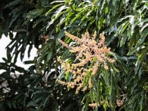 Arbres de mangue en Bloom