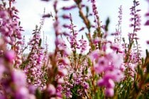 Die Blumen von Lappland