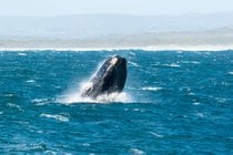 Observación de ballenas en tierra
