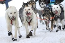 Las carreras de trineo con perros de Iditarod