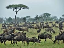 Wildebeest Calving en Serengeti