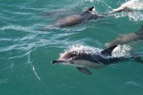 Frecuentes Dolphin
