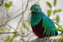 Quetzal risplendente