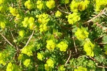 Maltese Spurge Flowering Season