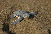 Observación de las tortugas bebé