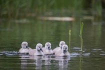 Cisnes de Bebê