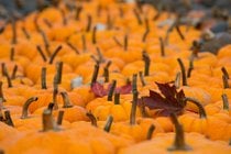 Ludwigsburg Pumpkin Festival