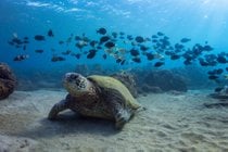 Die Schildkrötenstadt in Maui