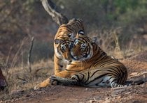 Tiger Safari en el Parque Nacional Ranthambore