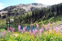 Wildblumen des Uinta-Wasatch-Cache Nationalwaldes