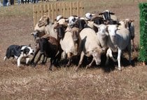 Gossos d'Atura (Sheep Dog) Competitions