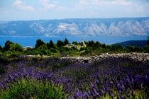 Bloom de lavanda na ilha de Hvar