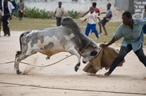 Bullfighting on Pemba Island