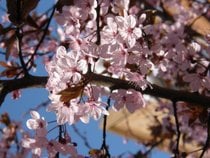 Blossom ciliegia a Victoria
