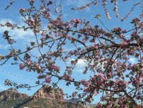 Cerejeiras em flor