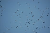 Migration de cigogne blanche