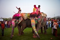 Festival de Elefantes