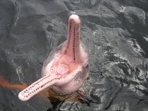 Rosa Delfine im Amazonas-Fluss