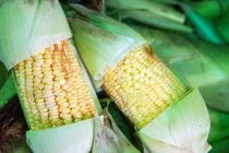 Temporada del maíz