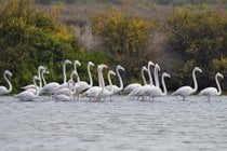 Flamingos nella Riserva Naturale dell'Estuario del Tago