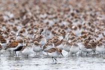 Migración de aves en el Copper River Delta