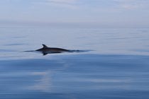 Whale und Dolphin beobachten in Wales