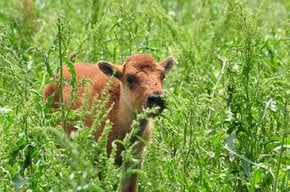 Bébé bison dans le Theodore Roosevelt National Park
