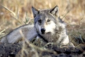 Lobos e outros animais selvagens