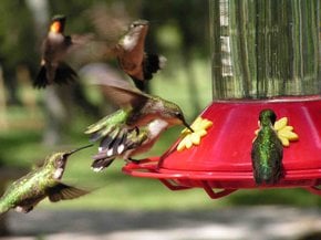 Migration des colibris