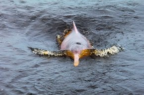 Saison d'élevage des dauphins roses