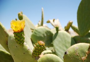 Fiori di cactus stagione in fiore