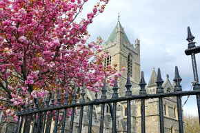 Flor de cereja em Dublin