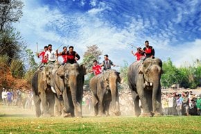 Elefante Festival de carreras