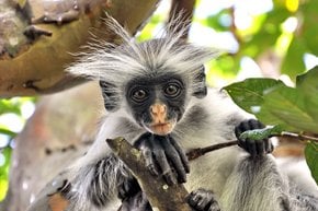 Baby rote Colobus Affen
