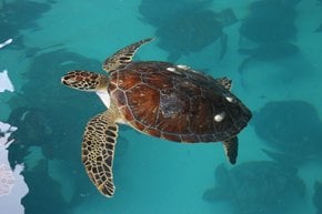 Observando las tortugas marinas