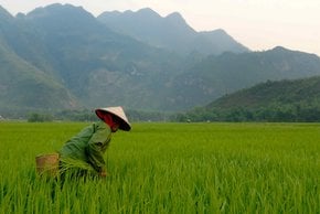 Stagione di raccolta del riso