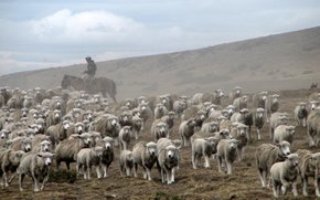 Grazing Sheep