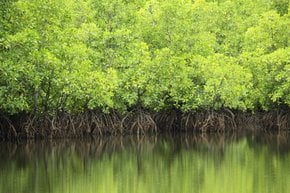 Florestas de mangueira